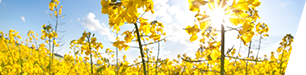 Canola
