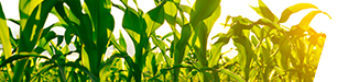 Grain Corn