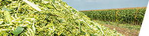 Silage Corn
