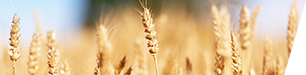 Wheat